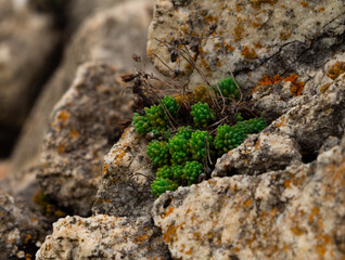 plant growing in the middle of a rock