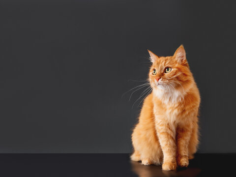 Cute ginger cat on black background. Fluffy pet on dark backdrop. Copy space.
