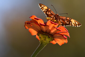 butterfly flower
