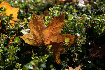 fall dewy leaf