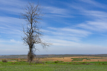 Fototapeta premium Spring landscape of Danubian Plain, Bulgaria