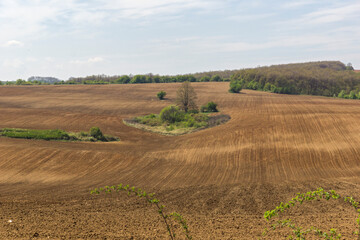 Fototapeta premium Spring landscape of Danubian Plain, Bulgaria