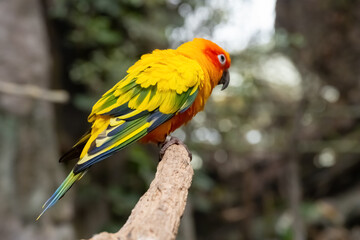a lovely parrot in the outdoor