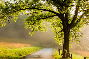 Cades Cove loop road in the Great Smoky Mountains National Park in the morning