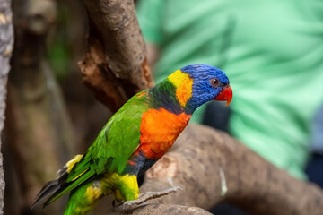 multi-color  lovely parrot stands on a tree