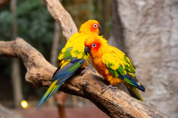 couple of lovely parrots stand on a tree