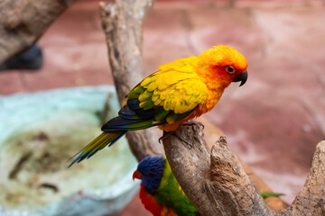 multi-color  lovely parrot stands on a tree