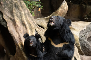 feeding bear with carrots in a zoo