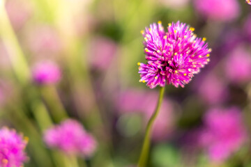 The background image of the colorful flowers