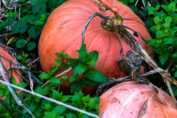 Harvest from yellow gourds on the ground.