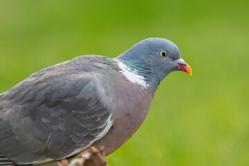 wood pigeon in profile