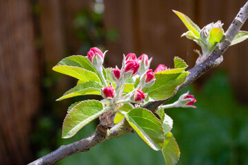 Apple blossom emerging
