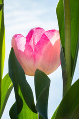 Fototapeta premium Pink tulip contre jour