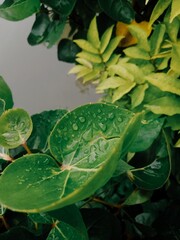 Portrait vegetable fresh