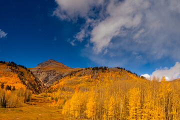 Golden autumn scene in Colorado