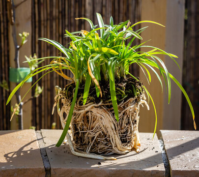 pot bound agapanthus plant