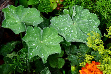 Grüne Blätter (Frauenmantel) mit Wassertropfen geschmückt