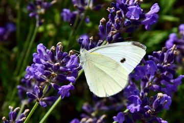 Lavendel und großer Kohlweißling (Schmetterling)