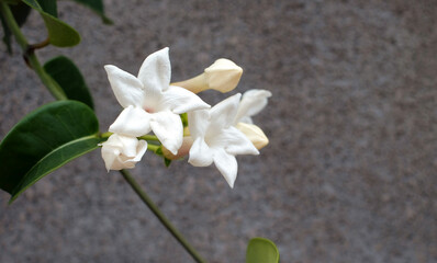 Flowering vine plant with intensively aromatic flowers (Stephanotis).