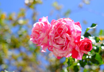 Three lush pink roses on a pergola against light blue sky, bright light, low angle view.