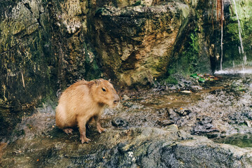 Single capybara in the aviary. Protection and care of animals in the zoo.