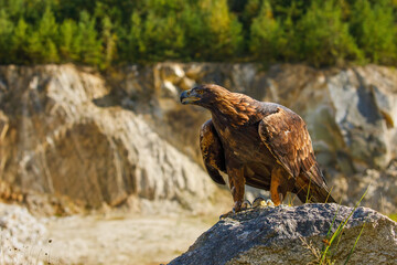 Golden eagle, Aquila chrysaetos, perched on stone, rocks and forest in background. Hunting eagle in mountains. Majestic bird with sharp hooked beak in beautiful nature. Habitat Europe, Asia, America.