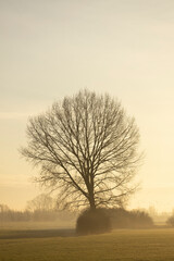 Fototapeta na wymiar Single silhouetted tree against golden glow of winter sunrise in hazy mist landscape
