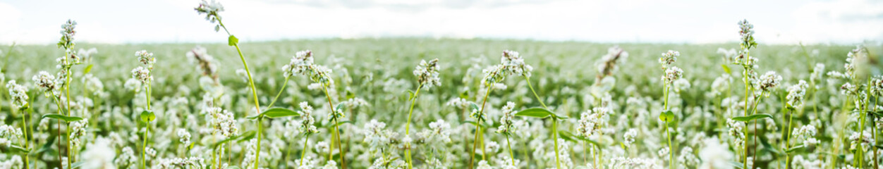 Buckwheat on banner, Fagopyrum esculentum, Japanese buckwheat and silverhull buckwheat blooming on the field. Close-up flowers of buckwheat