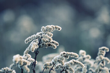 The plant grows wild in wasteland and has an attractive appearance