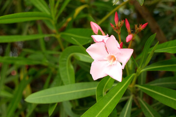 Single isolated pink rhododendron flower, blurred rhododendron leaves in background.