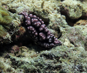 Front view of a Phyllidiella pustulosa nudibranch on corals Cebu Philippines