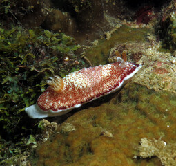 A Goniobranchus reticulatus nudibranch crawling on corals Boracay Philippines