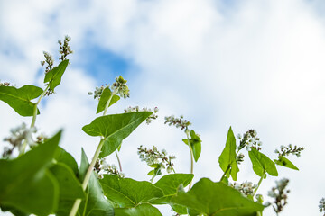 Blooming common buckwheat Fagopyrum esculentum in field. Buckwheat flowers against blue sky. Agriculture concept