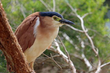 Nankeen Night Heron in profile, Victoria , Australia
