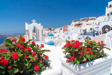 Red flowers bougainvillaea with background in Greek white ortodox church with bell tower on Santorini island, Oia, Cyclades, Greece