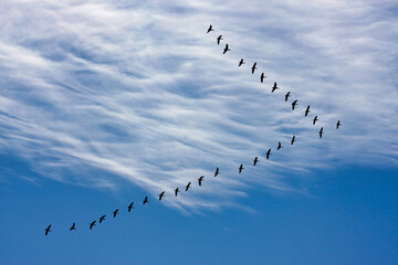 Migrating geese