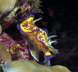 A Goniobranchus Kuniei Nudibranch on the move Siquijor Philippines   