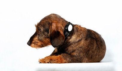 Wire-haired dachshund with electronic gps collar