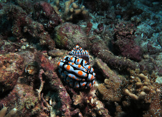 A mating pair of Phyllidia Varicosa nudibranchs on rocks Cebu Philippines