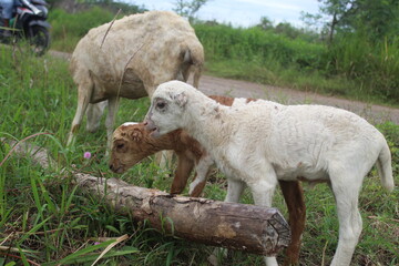 Obraz na płótnie Canvas Little goats eat grass and wood