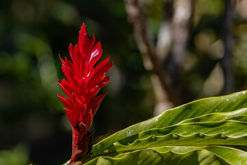 A red bloom stands alone in the shadows of the forest