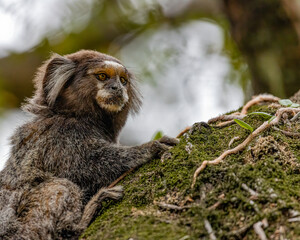 A little ape sitting on a mossy tree branch