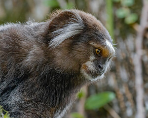 a little ape staring fixedly at something out of the frame