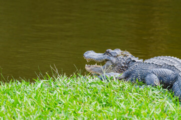 American alligator on Avery Island, Louisiana, USA
