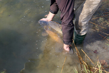 A very large carp caught at a carp competition being released into the lake