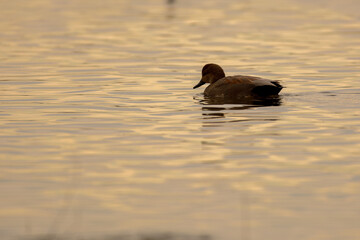 Gadwall Duck drake foating on the water