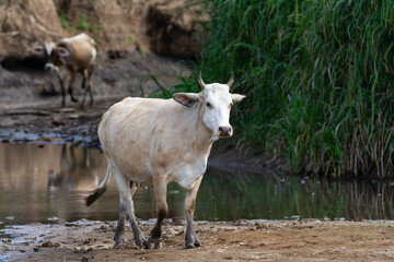 Naklejka na ściany i meble A herd of cattle was found grazing and wandering along the shore of a river in Costa Rica.