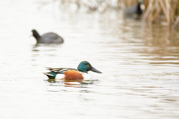 Northern Shoveler Duck Drake male swimming