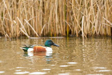 Northern Shoveler Duck Drake male swimming