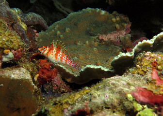 A Spotted Hawkfish resting on corals Cebu Philippines